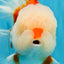 OLAF A Grade Red White Oranda Male 6 inches #040326OR_14