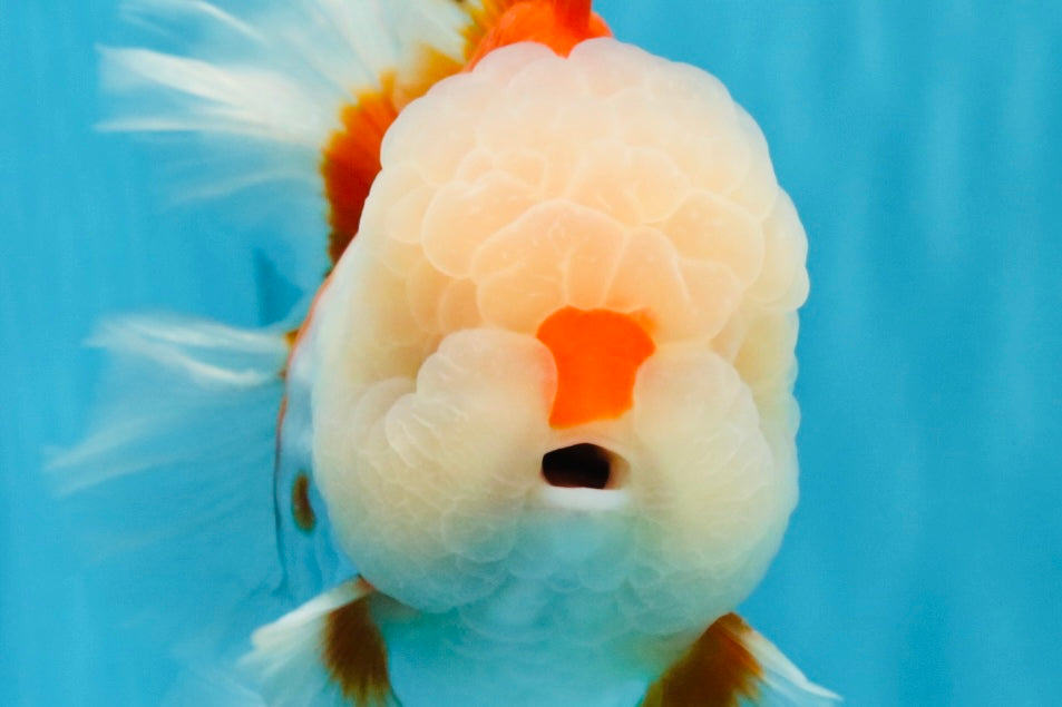 OLAF A Grade Red White Oranda Male 6 inches #040326OR_14