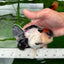 A Grade Tricolor Red Head Oranda Female 4.5 inches #0830OR_05