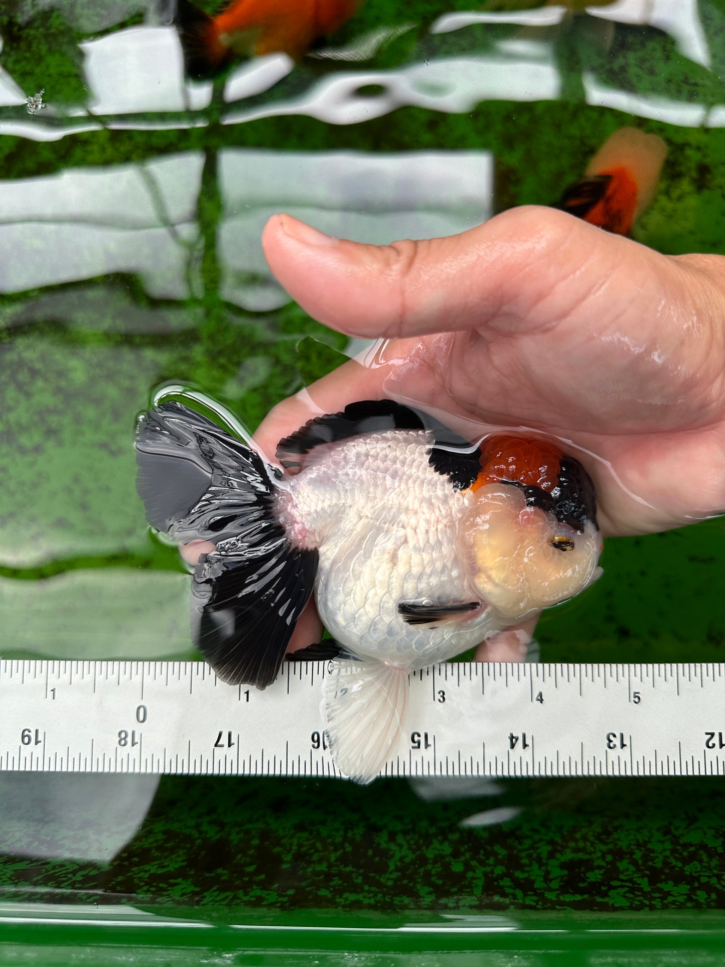 A Grade Tricolor Red Head Oranda Female 4.5 inches #0830OR_05