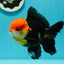 A Grade Red Head Tricolor Oranda Male 5 inches #110824OR_15