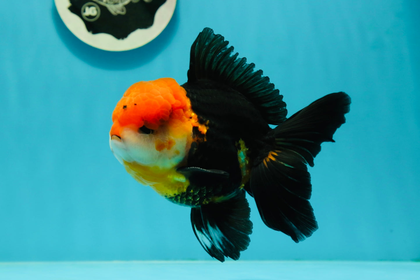 A Grade Red Head Tricolor Oranda Male 5 inches #110824OR_15