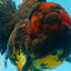 A Grade FLUFFY WEN Tiger Oranda Male 6 inches #082925OR_11