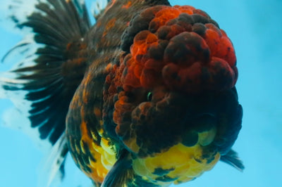 A Grade FLUFFY WEN Tiger Oranda Male 6 inches #082925OR_11