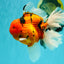 A Grade Super Big Body Tiger Oranda Male 6.5 inches #061926OR_04