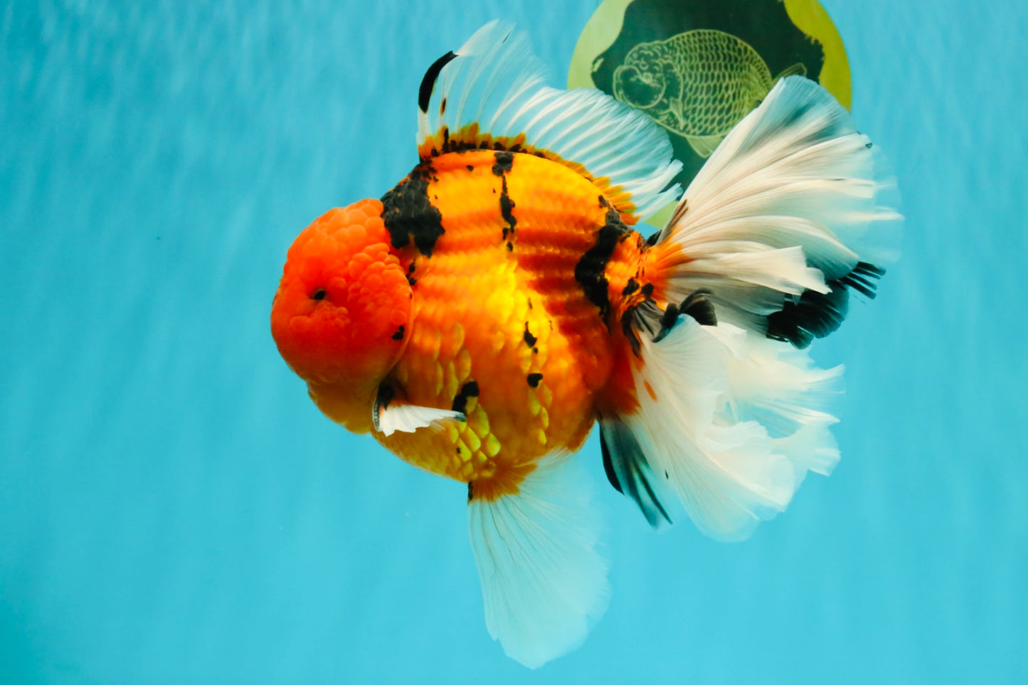A Grade Super Big Body Tiger Oranda Male 6.5 inches #061926OR_04