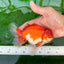 AAA Grade Red White Oranda Male 5.5 inches #0706OR_22