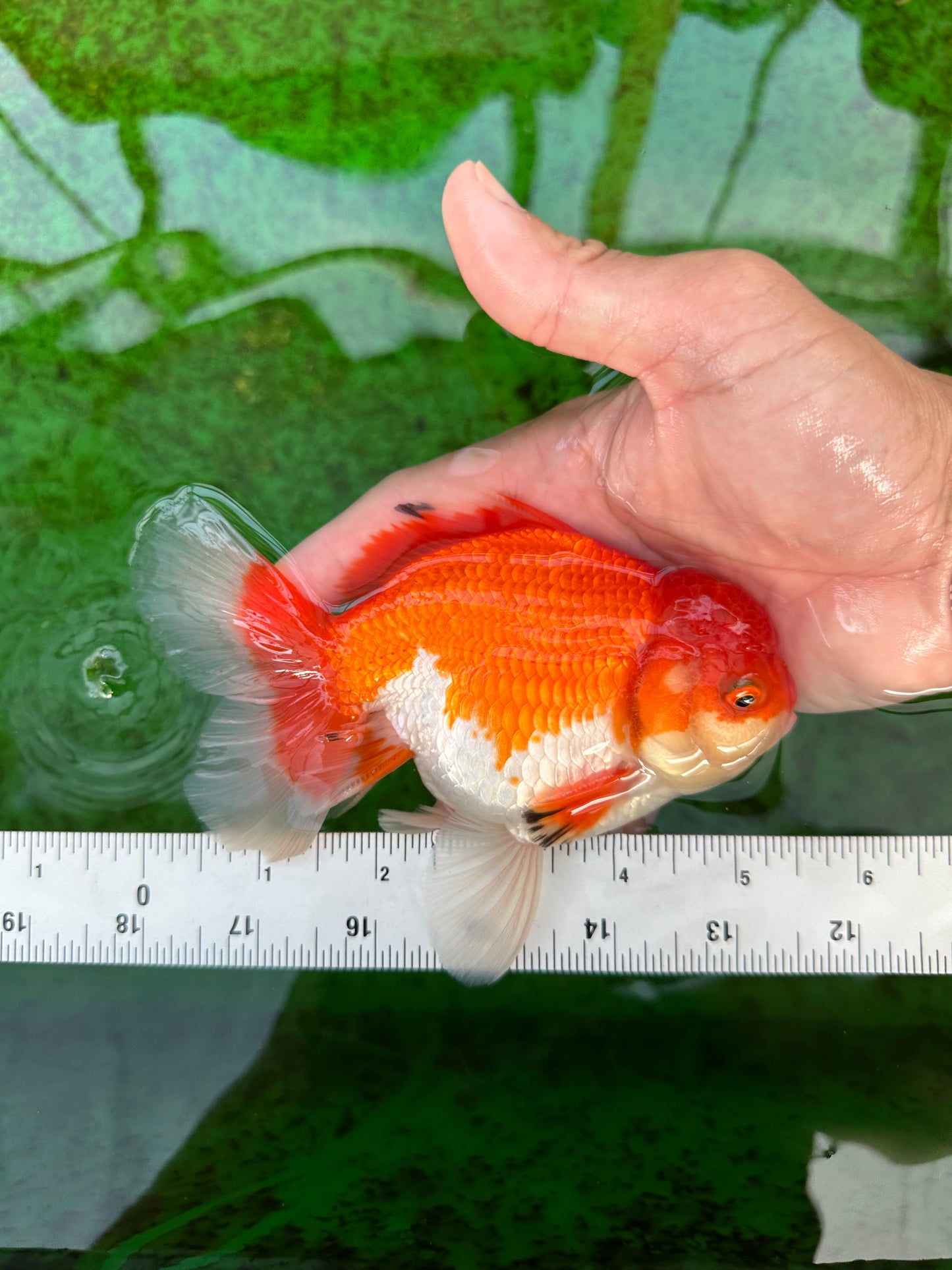 AAA Grade Red White Oranda Male 5.5 inches #0706OR_22