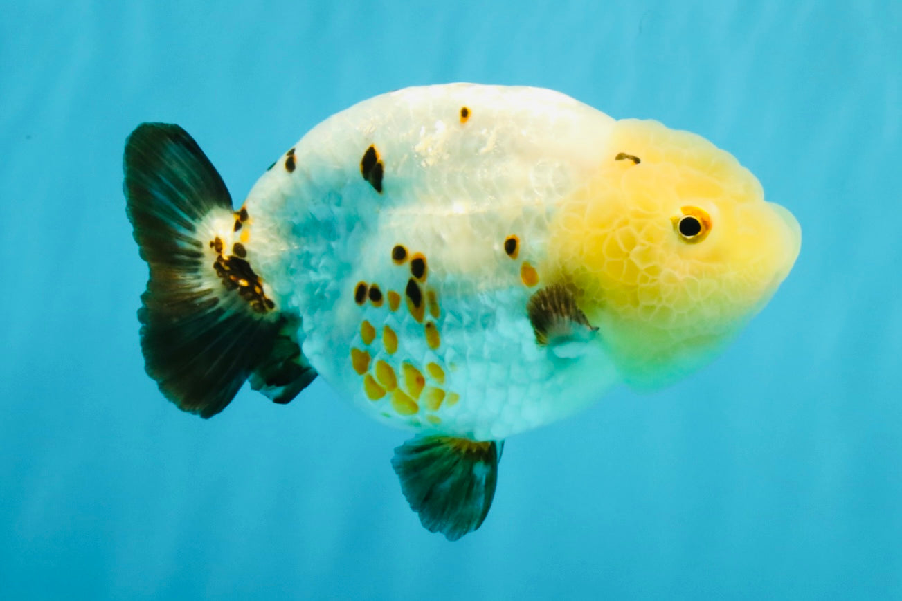 Chinese Sakura Ranchu Female 5-5.5 inches #041026RC_19