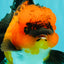 CHARLIE AAA Grade Apache Oranda Female 6 inches #071026OR_23
