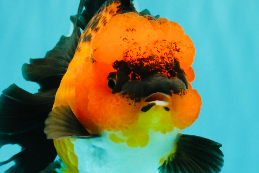 CHARLIE AAA Grade Apache Oranda Female 6 inches #071026OR_23
