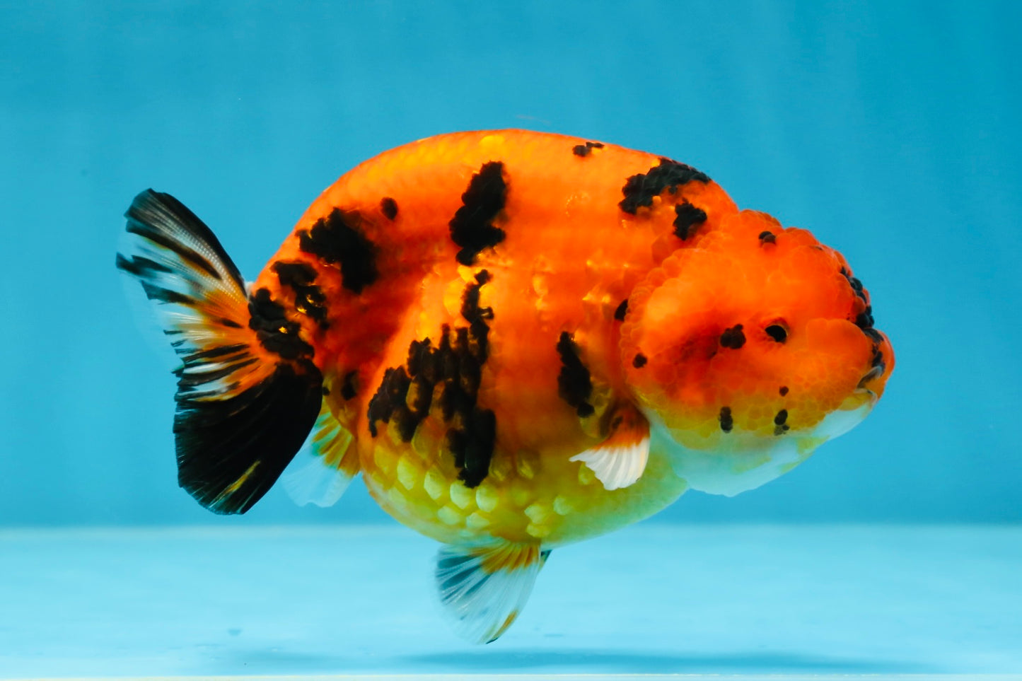 AAA Grade Tiger LionQueen 4.5 inches #053025LC_04