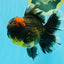 AAA Grade Godzilla Tiger Oranda Male 6.5 inches #022726OR_11