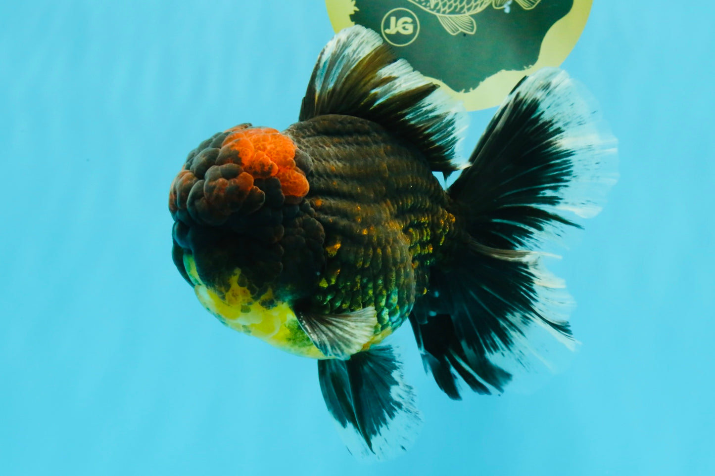 AAA Grade Godzilla Tiger Oranda Male 6.5 inches #022726OR_11