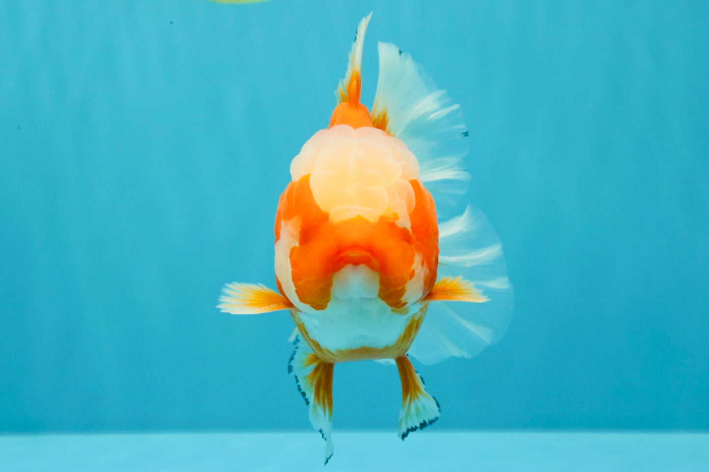 CHONKY AAA Grade Jade Head Red White Oranda Male 6 inches #030626OR_18