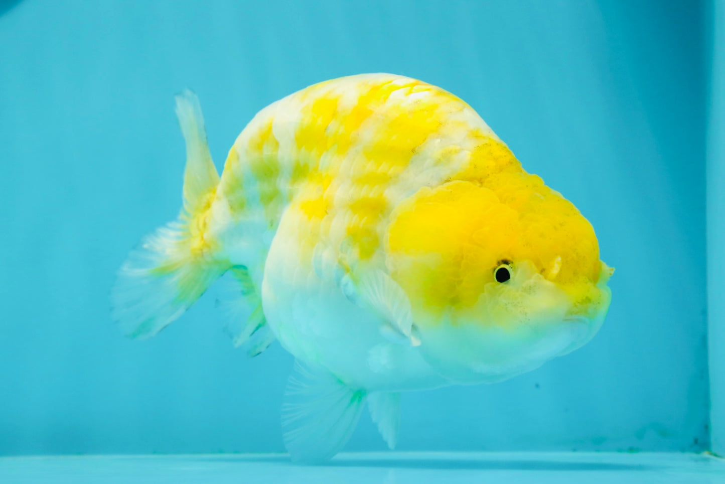 Lemon Neon Ranchu Female 6 inches #0112RC_09