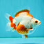 UNIQUE AAA Grade Red White Ryukin Male 4-4.5 inches #050126RK_01