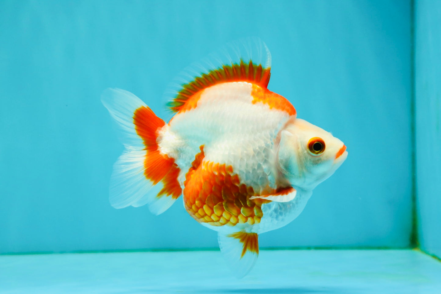 UNIQUE AAA Grade Red White Ryukin Male 4-4.5 inches #050126RK_01