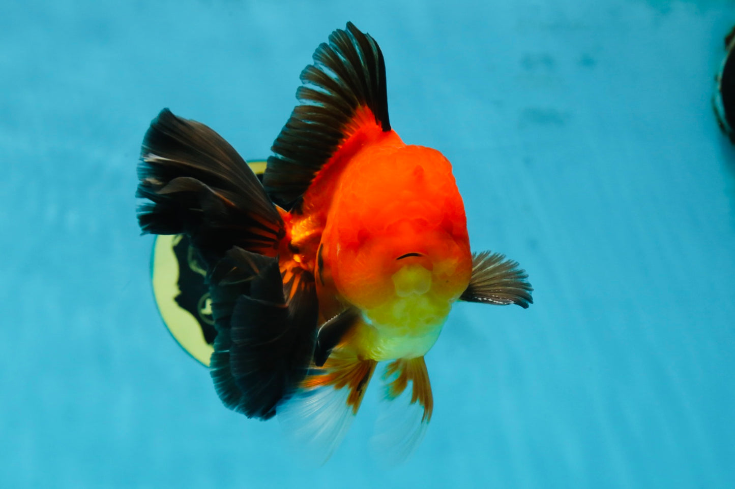 AAA Grade Godzilla Apache Oranda Male 5.5 inches #052325OR_01