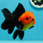 Grumpy 😡 A Grade Red Head Button Eyes Oranda Male 4.5-5 inches #1004OR_38