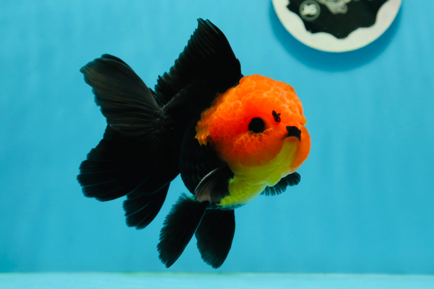 Grumpy 😡 A Grade Red Head Button Eyes Oranda Male 4.5-5 inches #1004OR_38