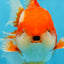AAA Grade THICK BODY Red White Oranda Male 5.5 inches #082225OR_14