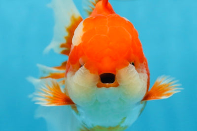 AAA Grade THICK BODY Red White Oranda Male 5.5 inches #082225OR_14