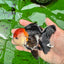 A Grade Tricolor Oranda Male 4.5 inches #0830OR_24