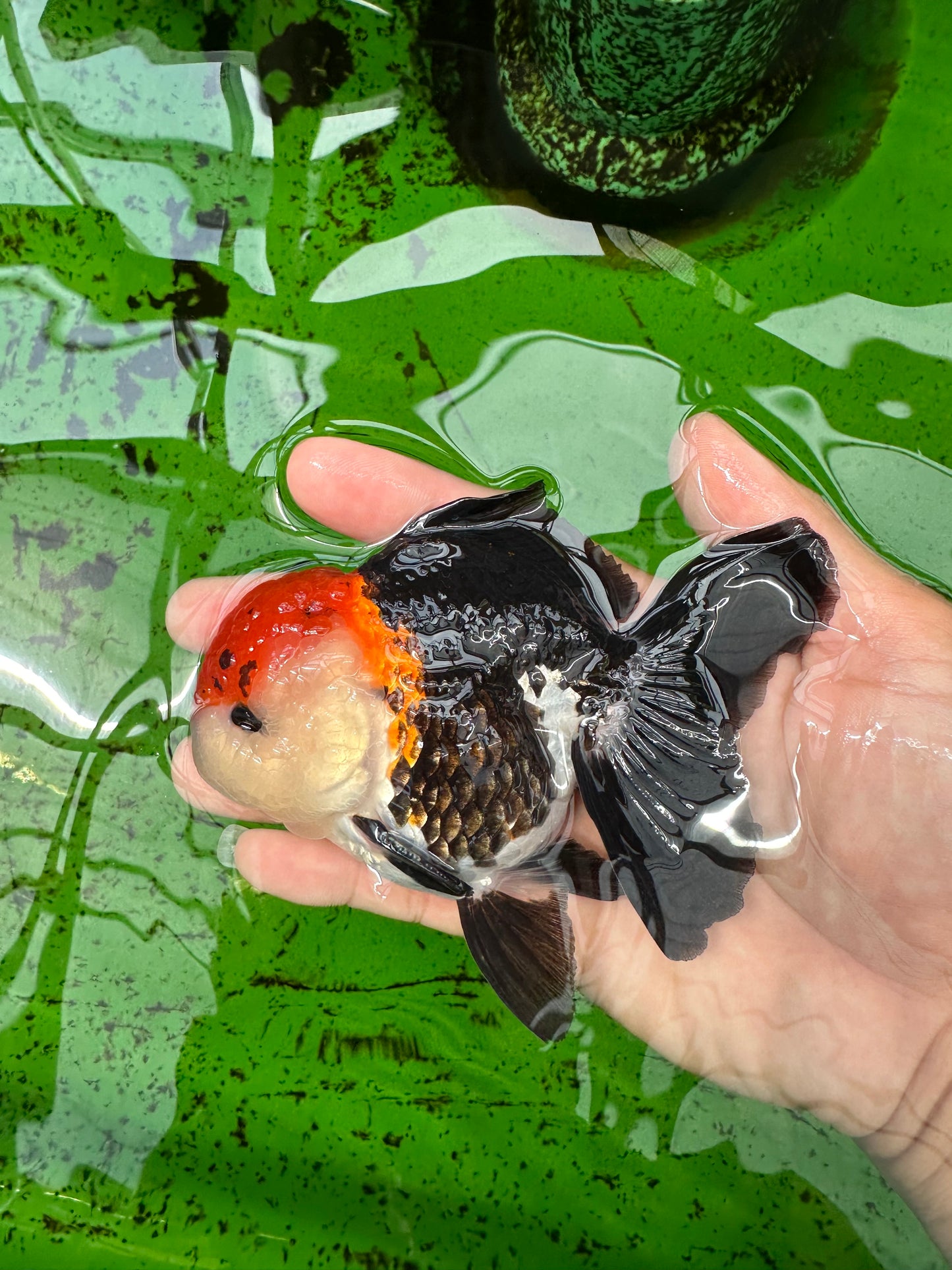 A Grade Tricolor Oranda Male 4.5 inches #0830OR_24