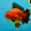 AAA Grade Apache Oranda Male 5-5.5 inches #050925OR_51
