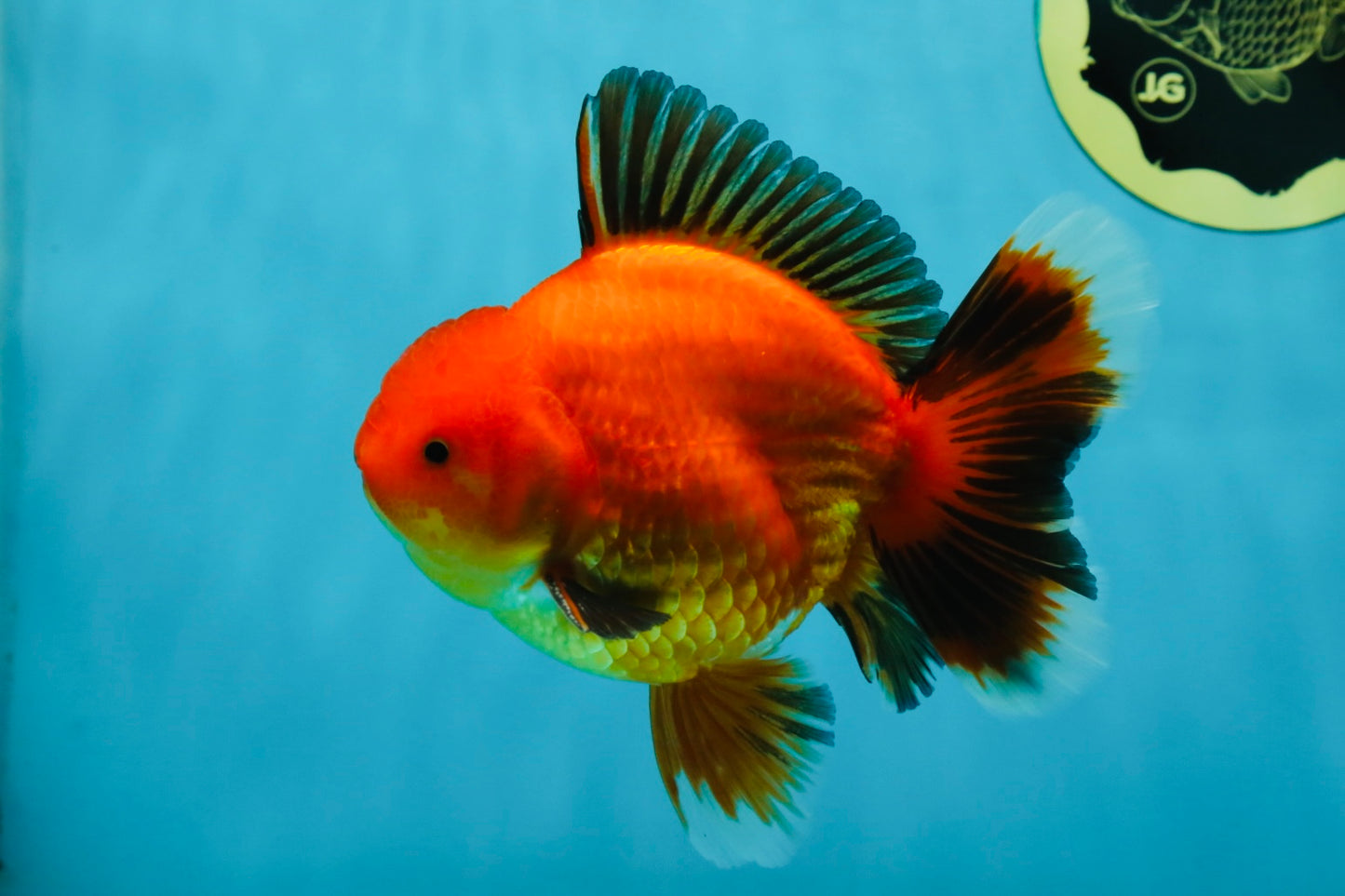 AAA Grade Apache Oranda Male 5-5.5 inches #050925OR_51