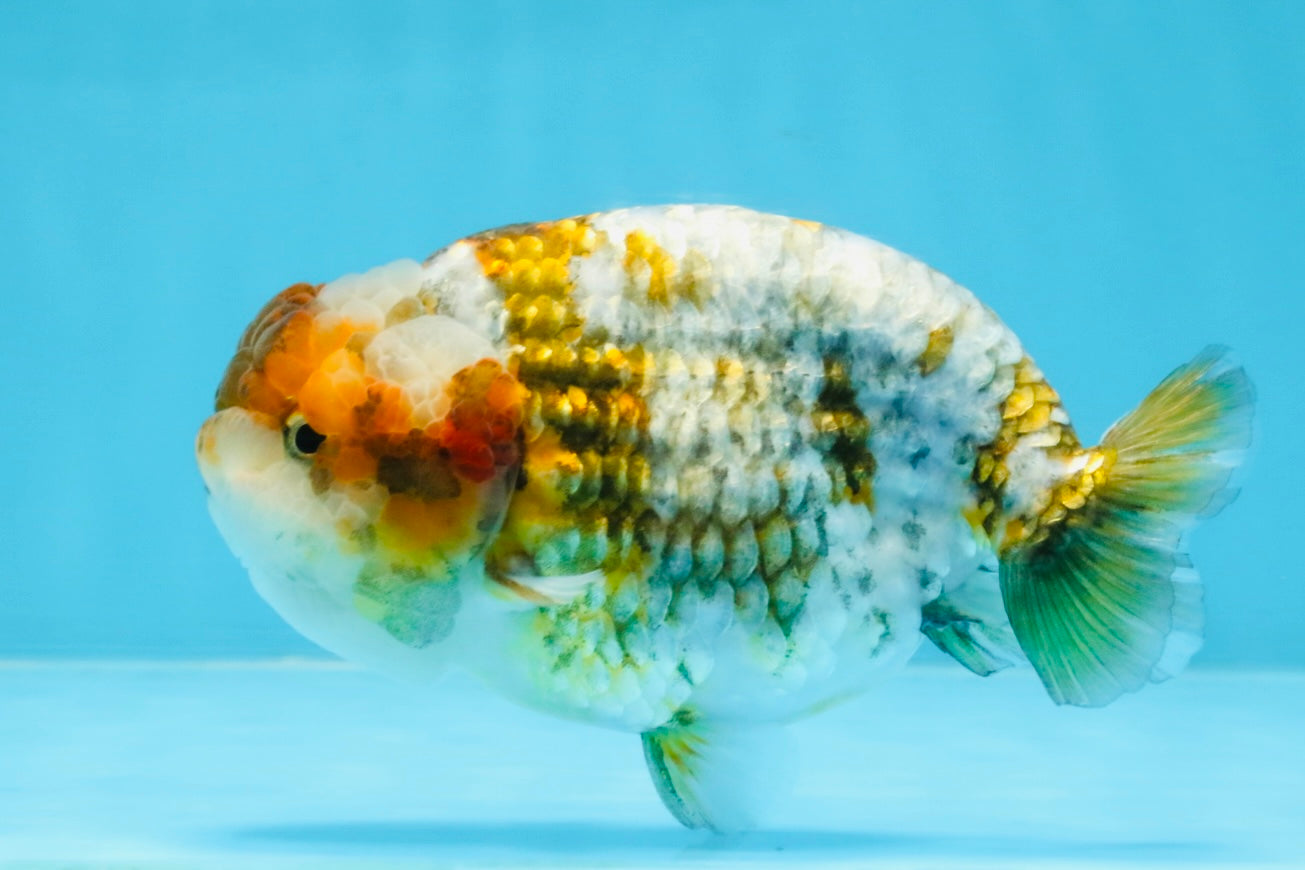 A Grade Calico Blue Base LionQueen 5 inches #103125LC_17