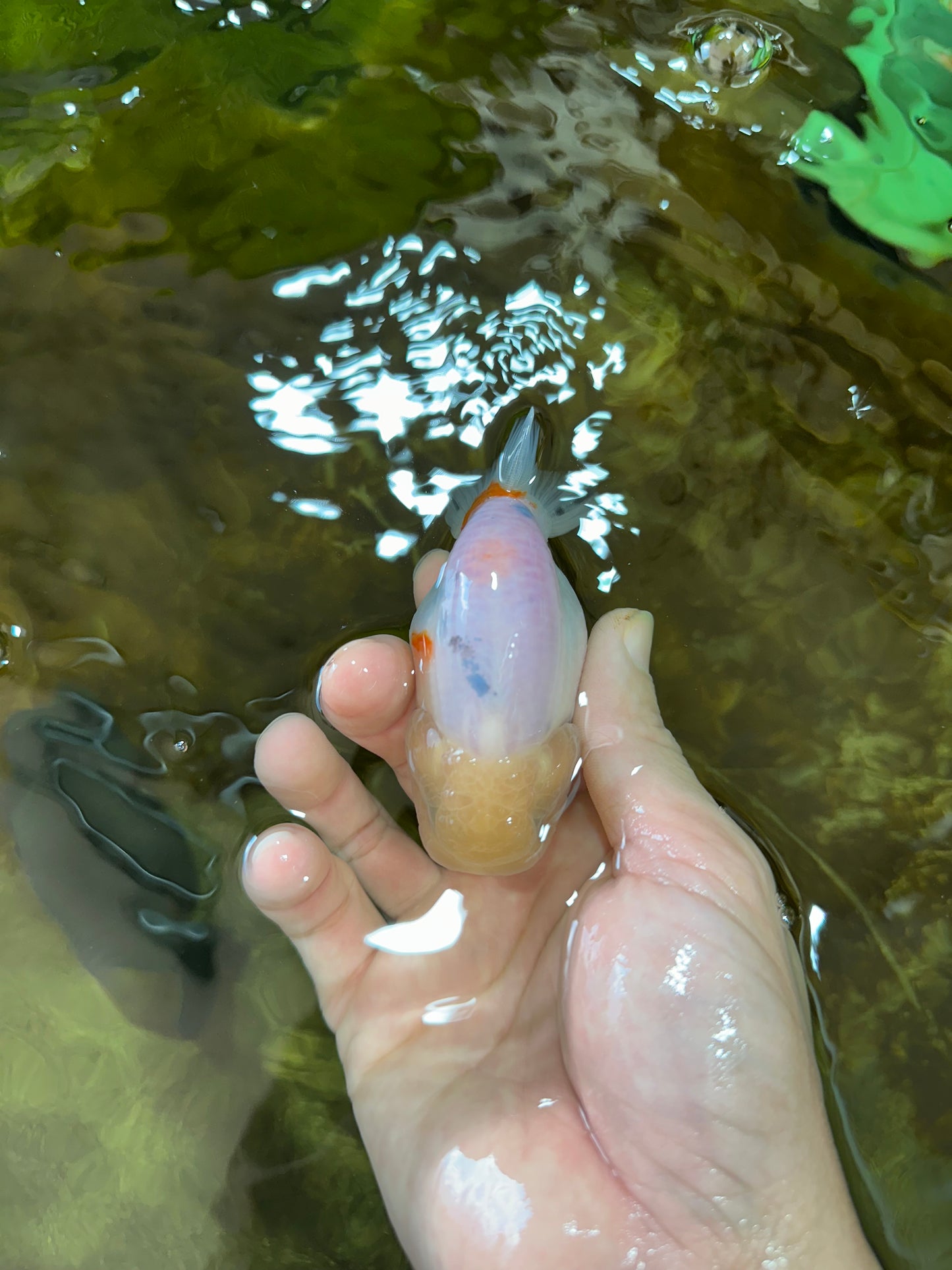 AAA Grade Sakura Button Eyes LionKing 3.5 inches #053025LC_08