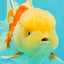 FLUFFY A Grade Red White Oranda Male 6-6.5 inches #071026OR_28