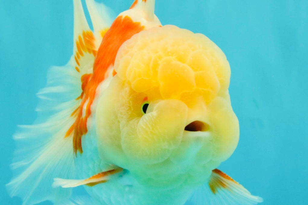 FLUFFY A Grade Red White Oranda Male 6-6.5 inches #071026OR_28