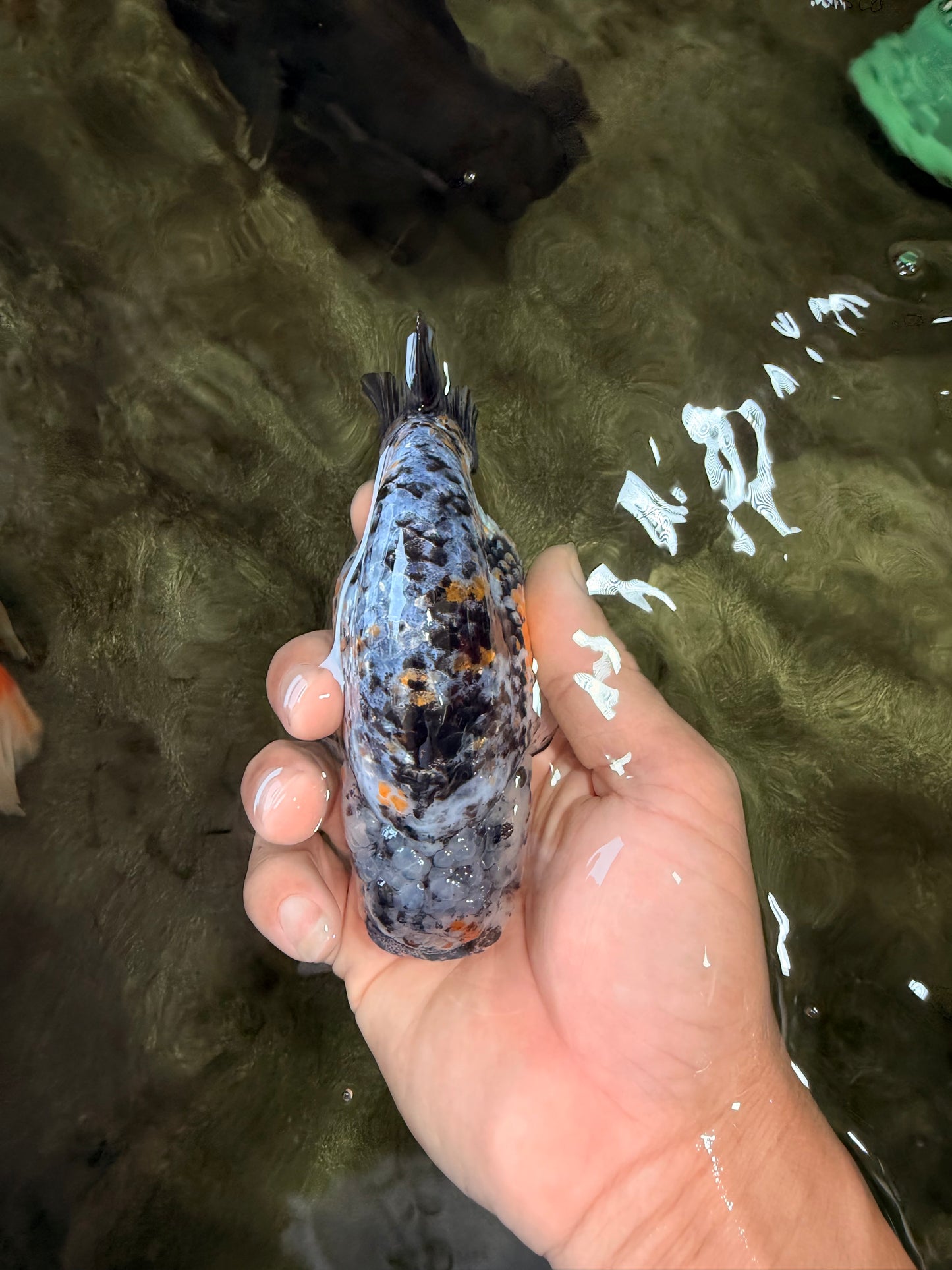 A Grade Tricolor Tiger Ranchu Female 5 inches #080726RC_28