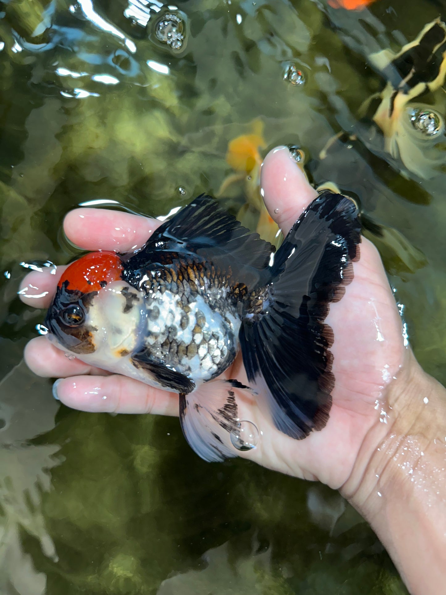 Tricolor Oranda Female 5 inches #091225OR_16