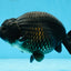 A Grade Black LionKing 5-5.5 inches #070425LC_07