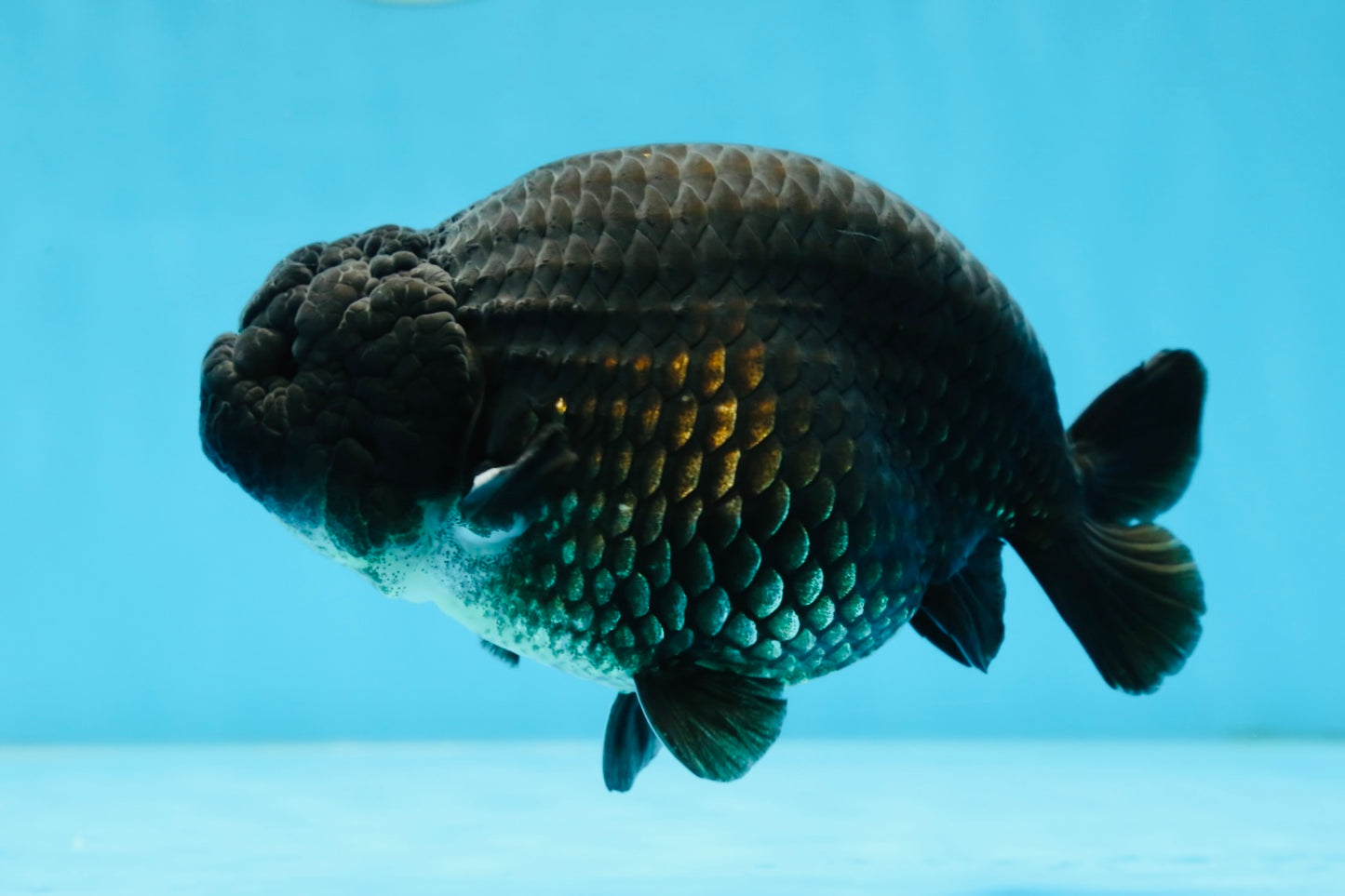 A Grade Black LionKing 5-5.5 inches #070425LC_07