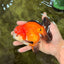 CHUBBY A Grade Apache Yuanbao Male 4.5 inches #051526YB_10