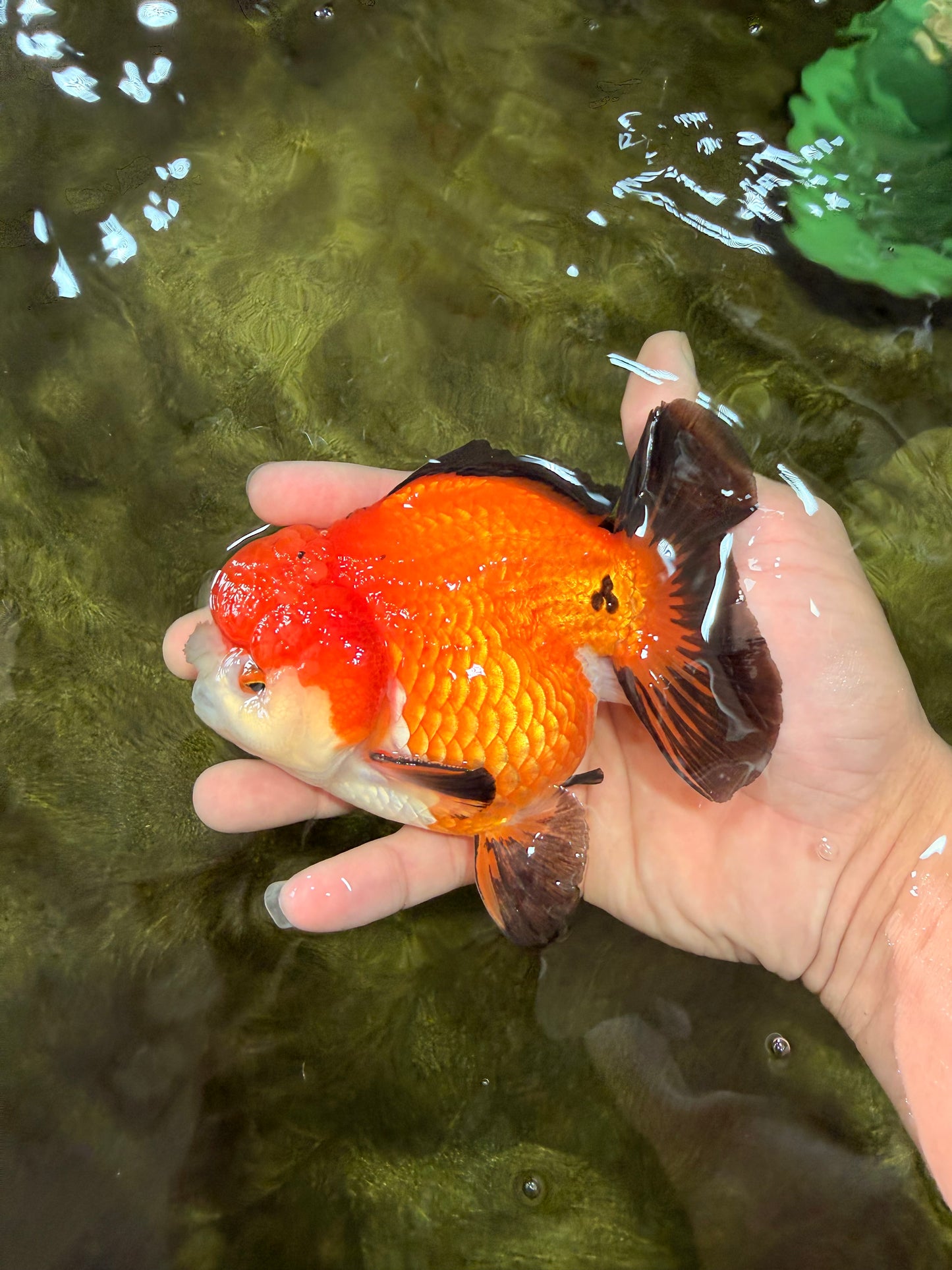 CHUBBY A Grade Apache Yuanbao Male 4.5 inches #051526YB_10