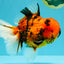AAA Grade Jumbo Tiger Oranda Male 7.5 inches #031326OR_01