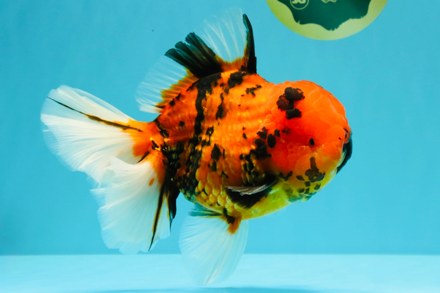 AAA Grade Jumbo Tiger Oranda Male 7.5 inches #031326OR_01