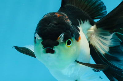 Tricolor Oranda Female 5 inches #072525OR_17