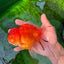 AAA Grade Cherry Sakura Oranda Female 5.5 inches #0712OR_03