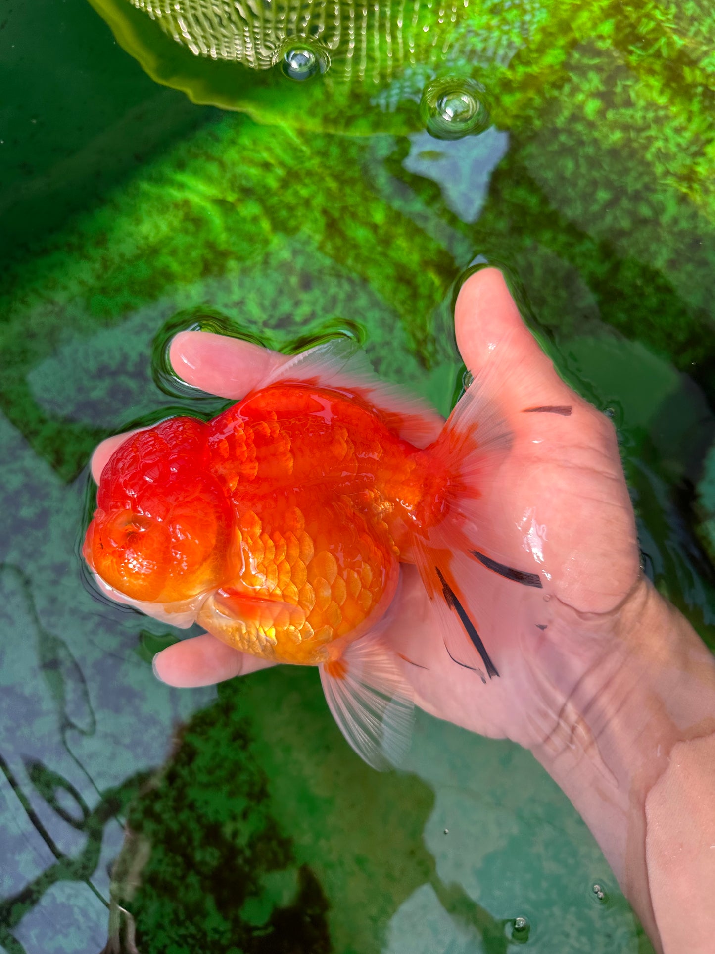 Femelle Sakura Oranda de qualité AAA 5,5 pouces #0712OR_03