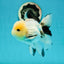 AAA Grade Lemonhead Panda Button Eyes Oranda Male 5.5 inches #112224OR_11