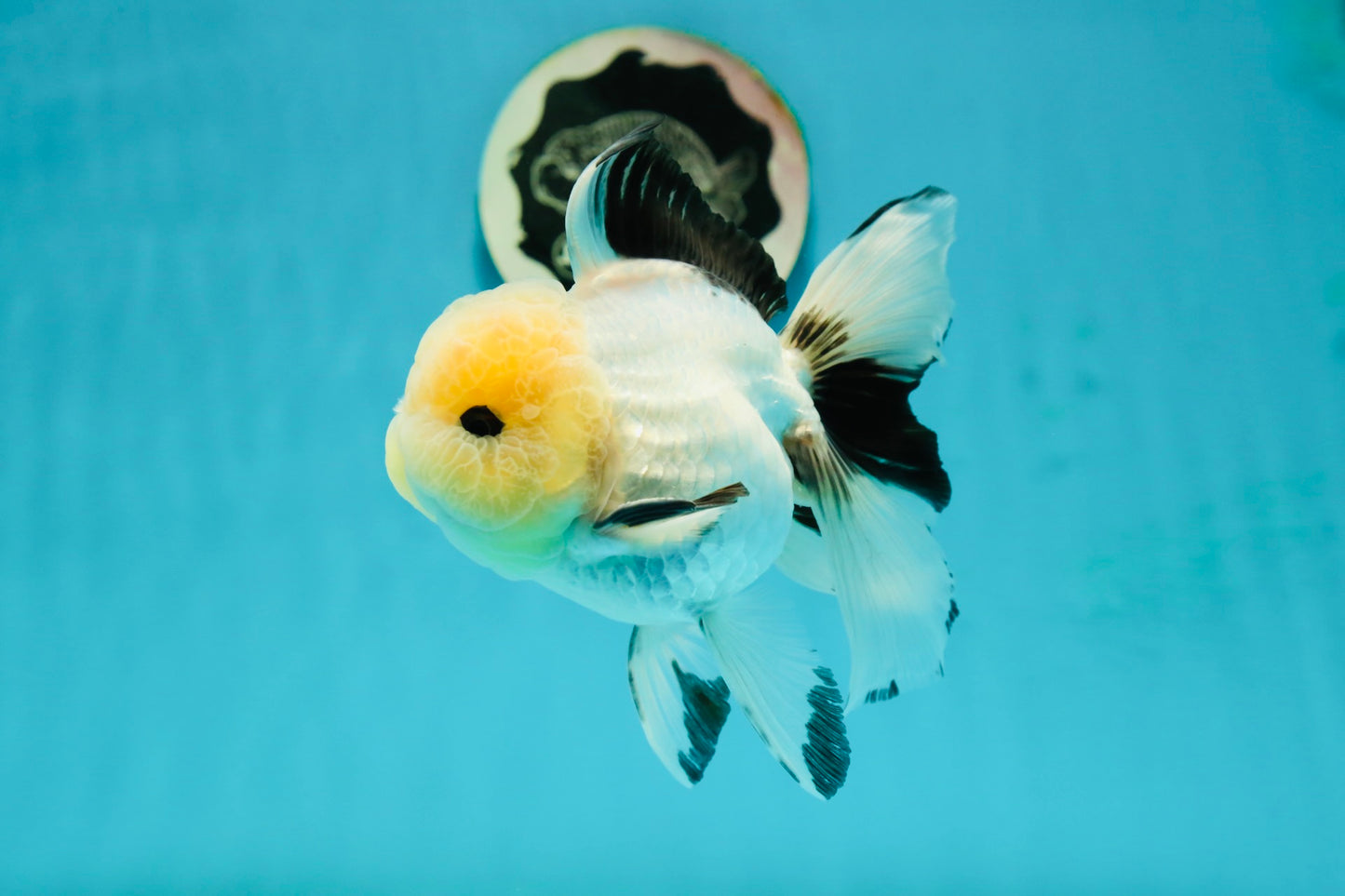 AAA Grade Lemonhead Panda Button Eyes Oranda Male 5.5 inches #112224OR_11