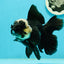 A Grade Monster Panda Oranda Female 5.5-6 inches #111524OR_18