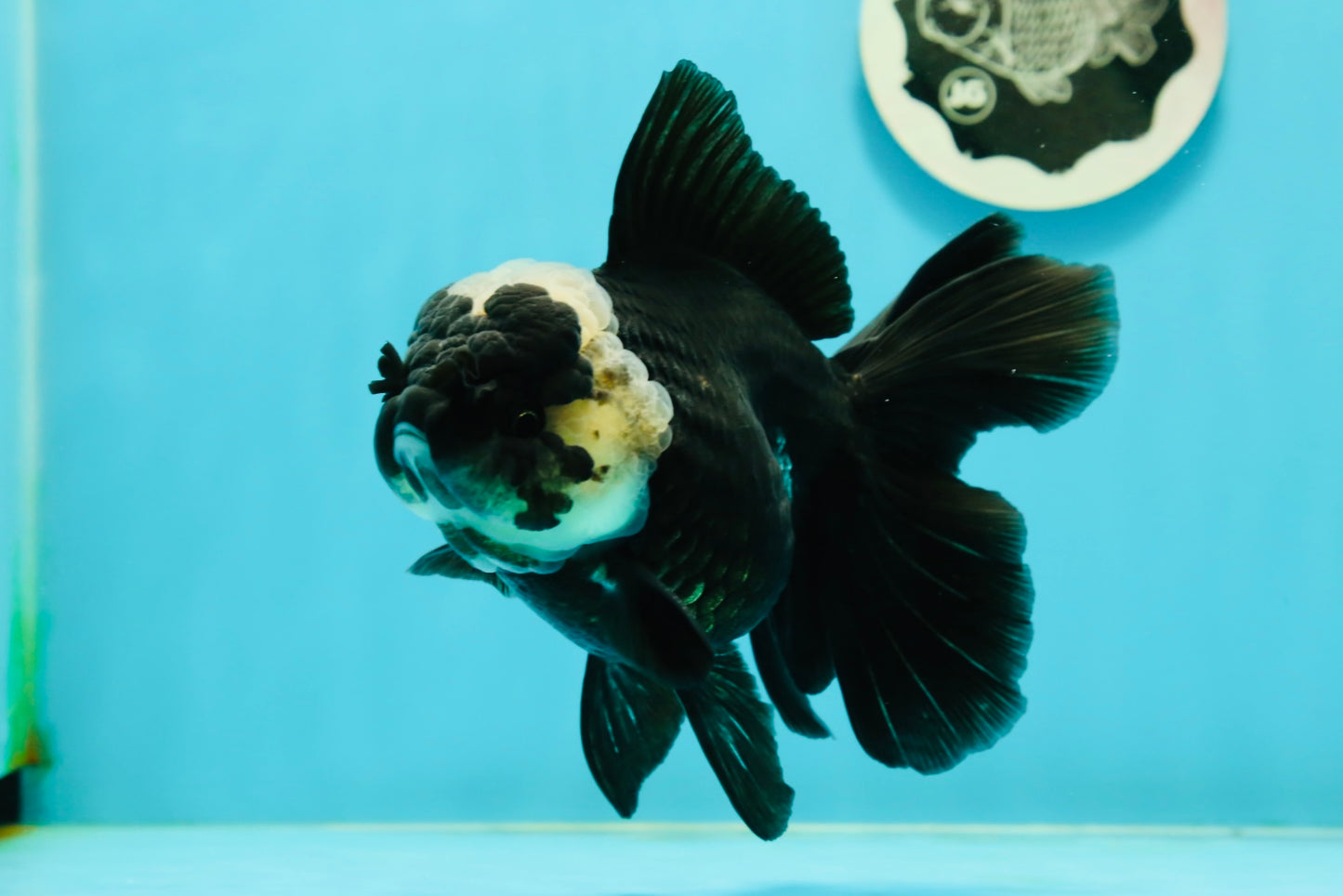 A Grade Monster Panda Oranda Female 5.5-6 inches #111524OR_18